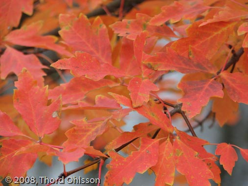 Acer triflorum